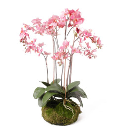 Emerald Phalaenopsis artificiel avec mousse Rose 417662