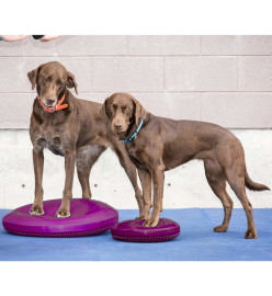 FitPAWS Disque d'équilibre pour animaux de compagnie 36 cm