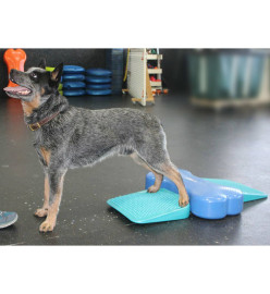 FitPAWS Rampe d'équilibre pour animaux de compagnie 35x35x7 cm Bleu