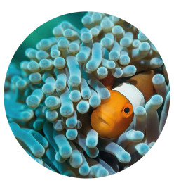 WallArt Papier peint cercle Nemo the Anemonefish 142,5 cm