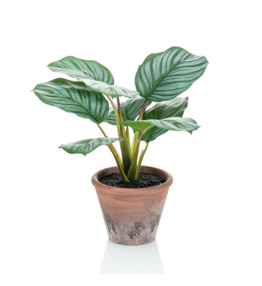 Emerald Calathea Orbifolia artificiel Terra 32 cm en pot