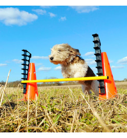 FitPAWS Ensemble d'obstacles