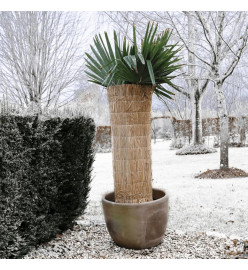 Nature Bâche de protection hivernale Paille de riz 1x1,5 m