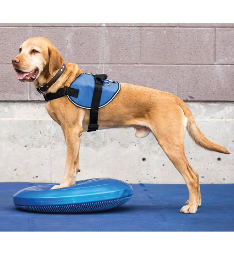 FitPAWS Disque d'équilibre pour animaux de compagnie 36 cm Bleu