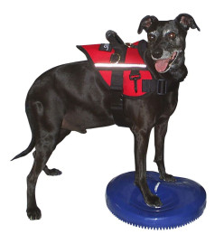 FitPAWS Disque d'équilibre pour animaux de compagnie 36 cm Bleu