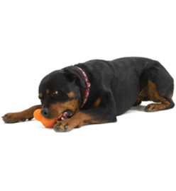 West Paw Jouet pour chiens avec Zogoflex Tux Orange mandarine L